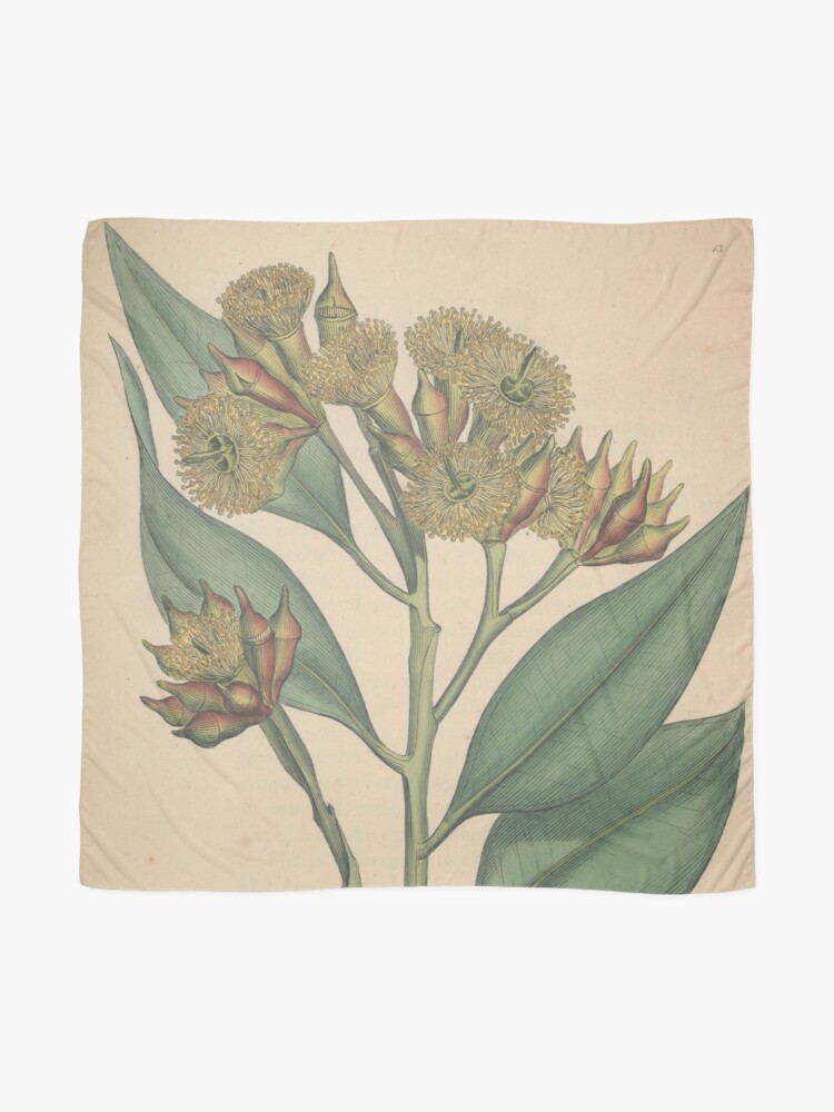 Scarf, Botanical illustration: Eucalyptus robusta  – State Library Victoria designed and sold by StateLibraryVic