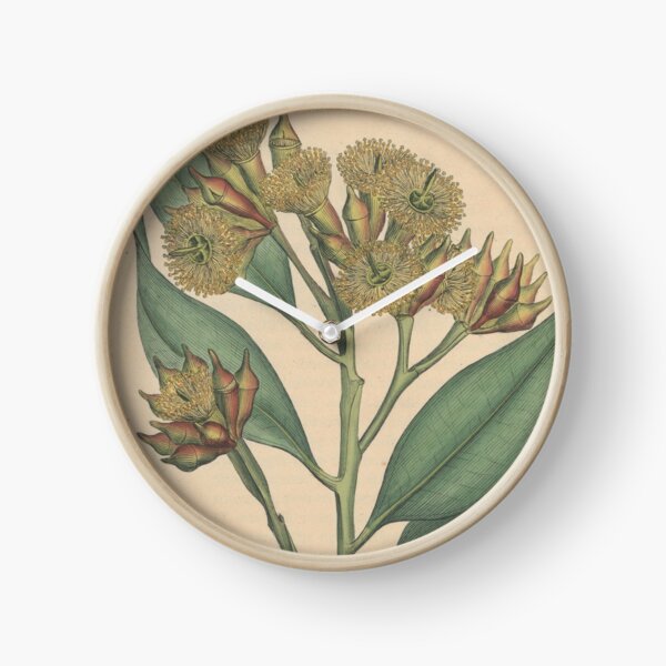 Botanical illustration: Eucalyptus robusta – State Library Victoria Clock