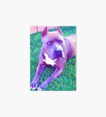 Blue Pit Bull Art Board