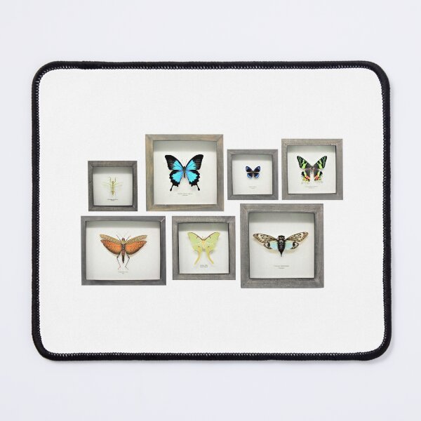 Item preview, Bug sweep! insect collection designed and sold by bromsbugbox.