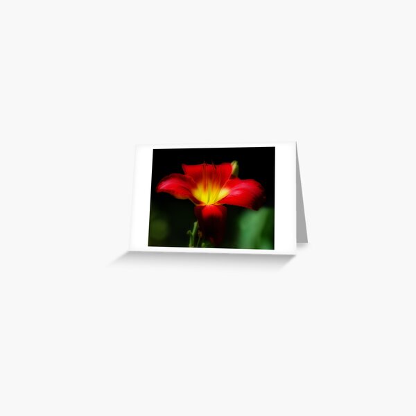 Red Day Lily Greeting Card