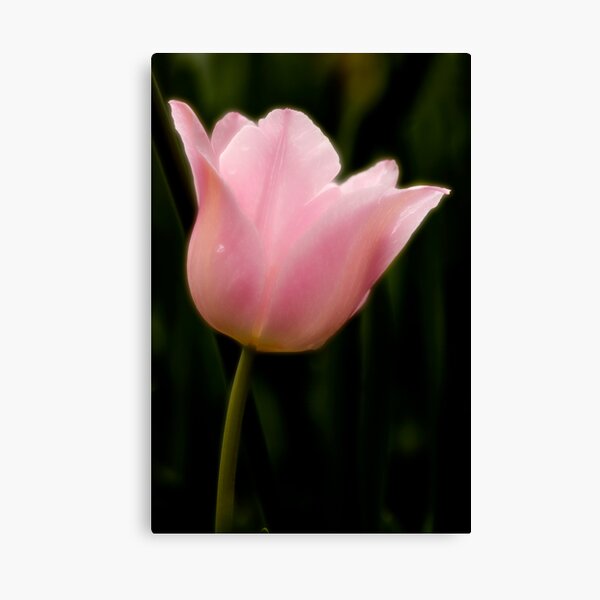 Pink Tulip Canvas Print