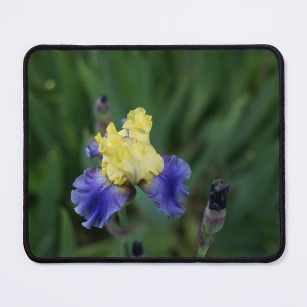 Item preview, Garden Full of Iris designed and sold by Alanafinephoto.