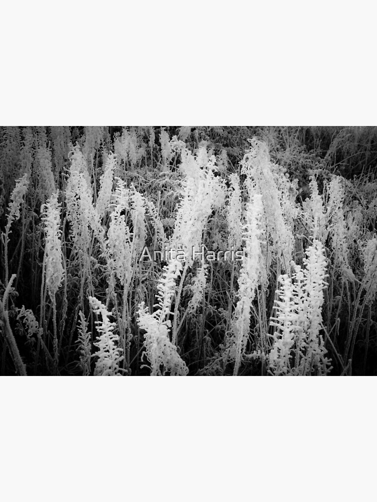 Frosty monochrome by plasticflower