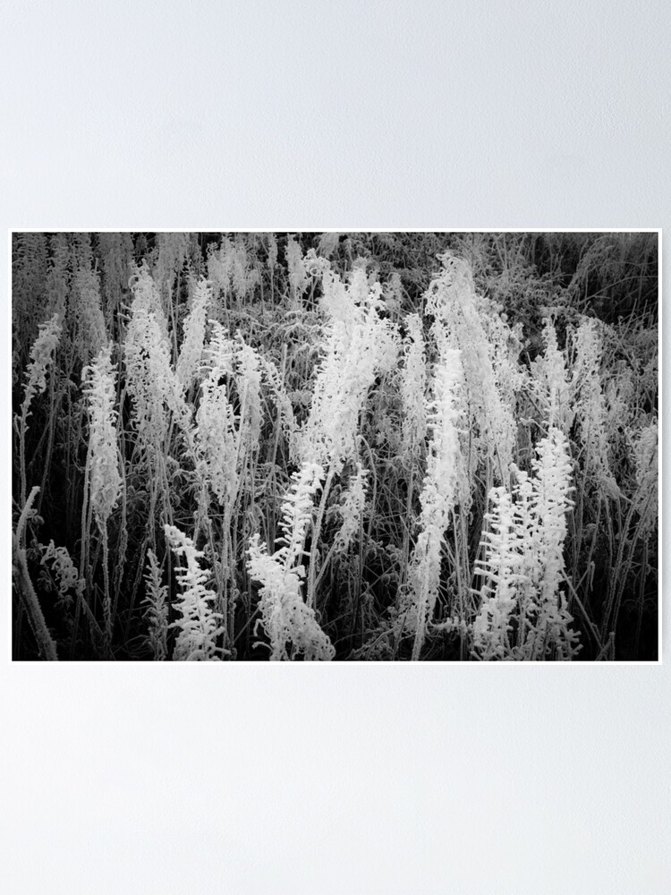 Alternate view of Frosty monochrome Poster