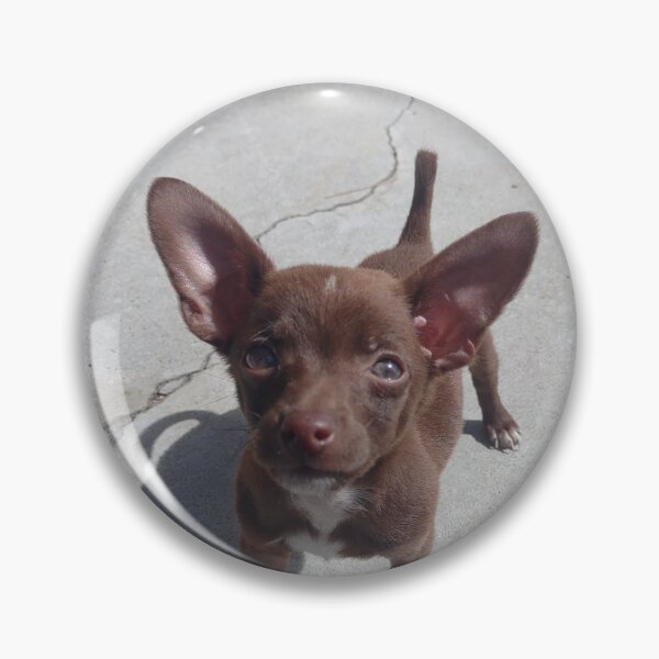 Item preview, Cute baby Chihuahua designed and sold by AldisPhoto.