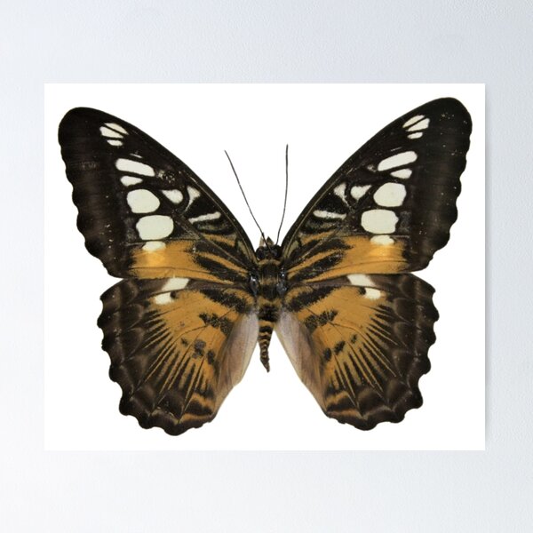 Item preview, Parthenos sylvia from Ceram designed and sold by bromsbugbox.