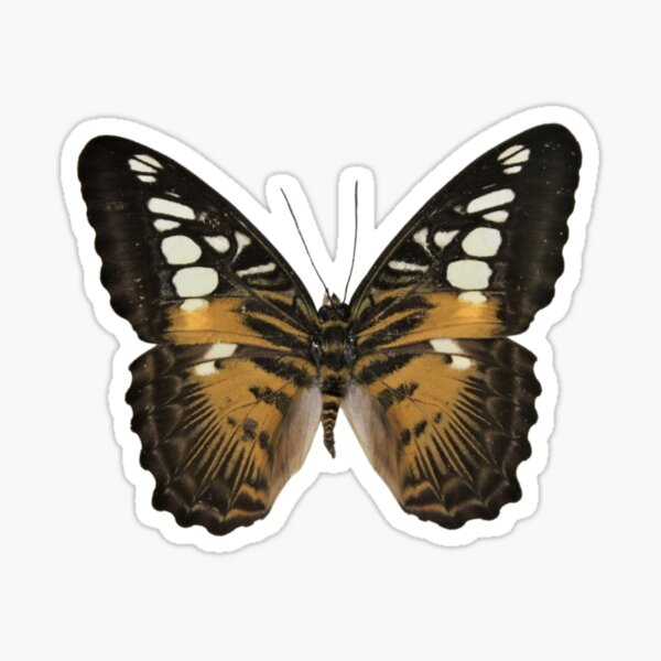 Item preview, Parthenos sylvia from Ceram designed and sold by bromsbugbox.