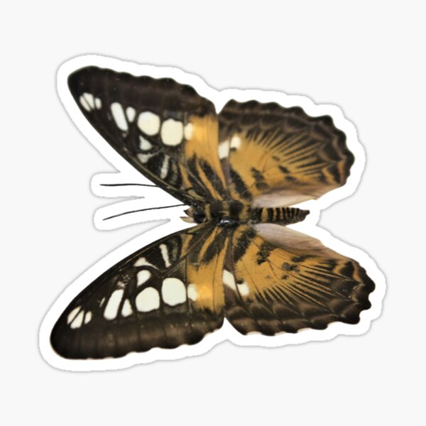 Item preview, Parthenos sylvia from Ceram 2 designed and sold by bromsbugbox.