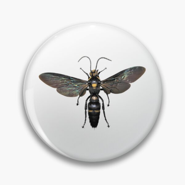 Item preview, Giant procer wasp, Megascolia procer, from Indonesia designed and sold by bromsbugbox.