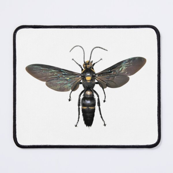 Item preview, Giant procer wasp, Megascolia procer, from Indonesia designed and sold by bromsbugbox.