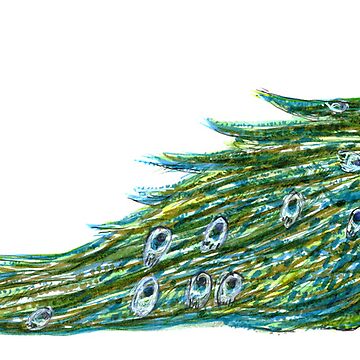 Artwork thumbnail, Peacock Profile by Justine Larsen