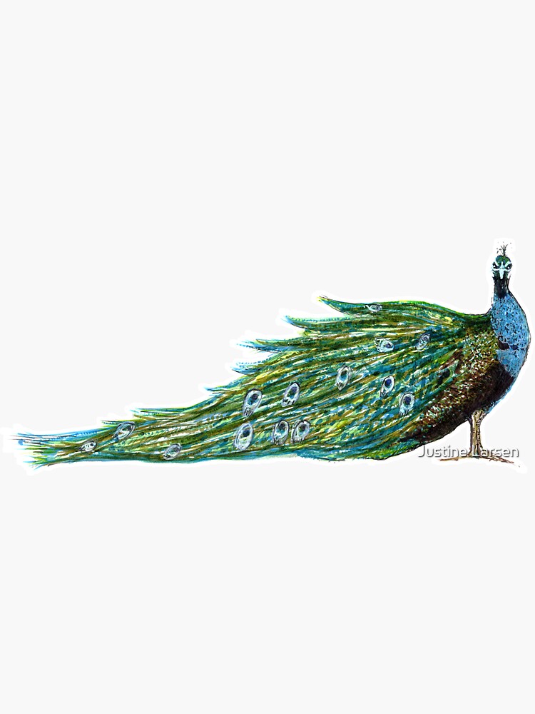 Thumbnail 3 of 3, Sticker, Peacock Profile designed and sold by JustineJLarsen.