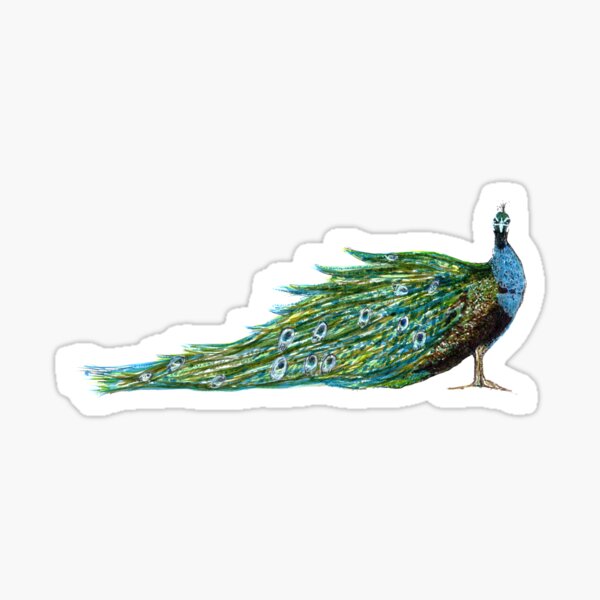 Peacock Profile Sticker