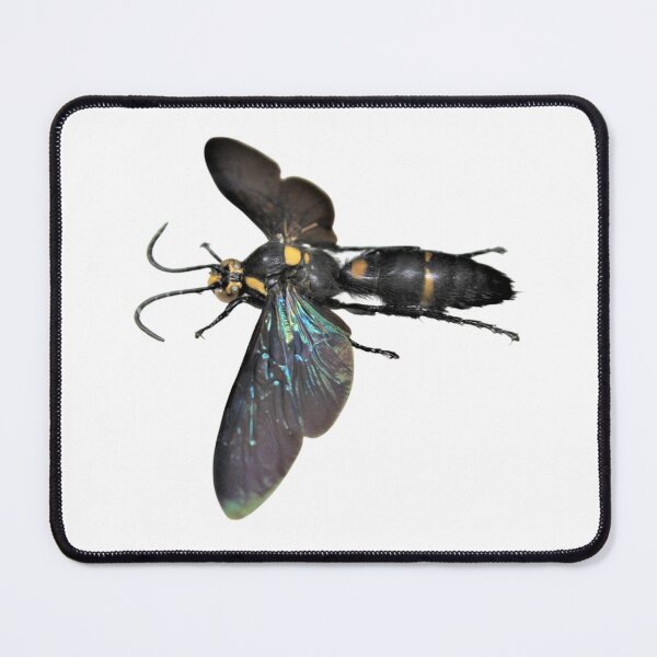 Item preview, Giant procer wasp, Megascolia procer, from Indonesia 2 designed and sold by bromsbugbox.