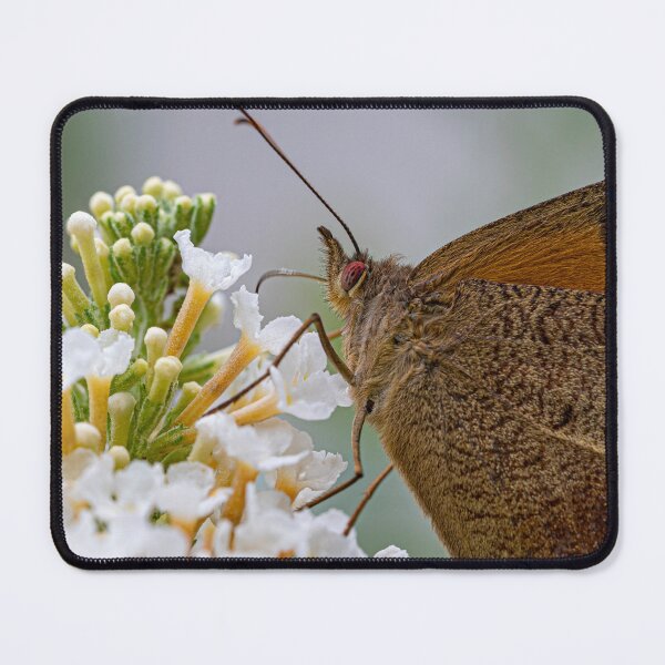 Item preview, Butterfly On A Buddleia Bush designed and sold by PhotosByFelix.