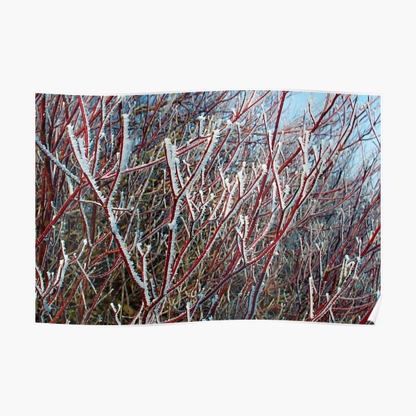 Winter scene Poster