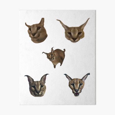 190 Big Floppa ideas in 2023  caracal cat, caracal, cat memes