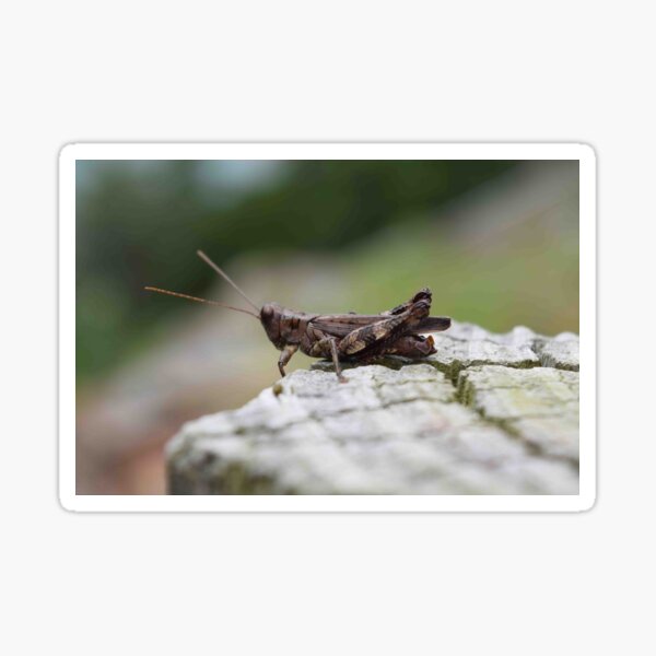 Gifts & Merchandise for Sale Redbubble