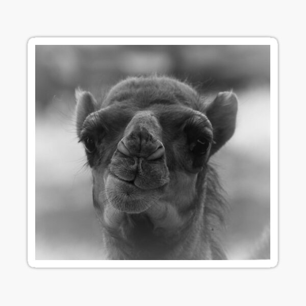 Groot the Baby Camel Sticker