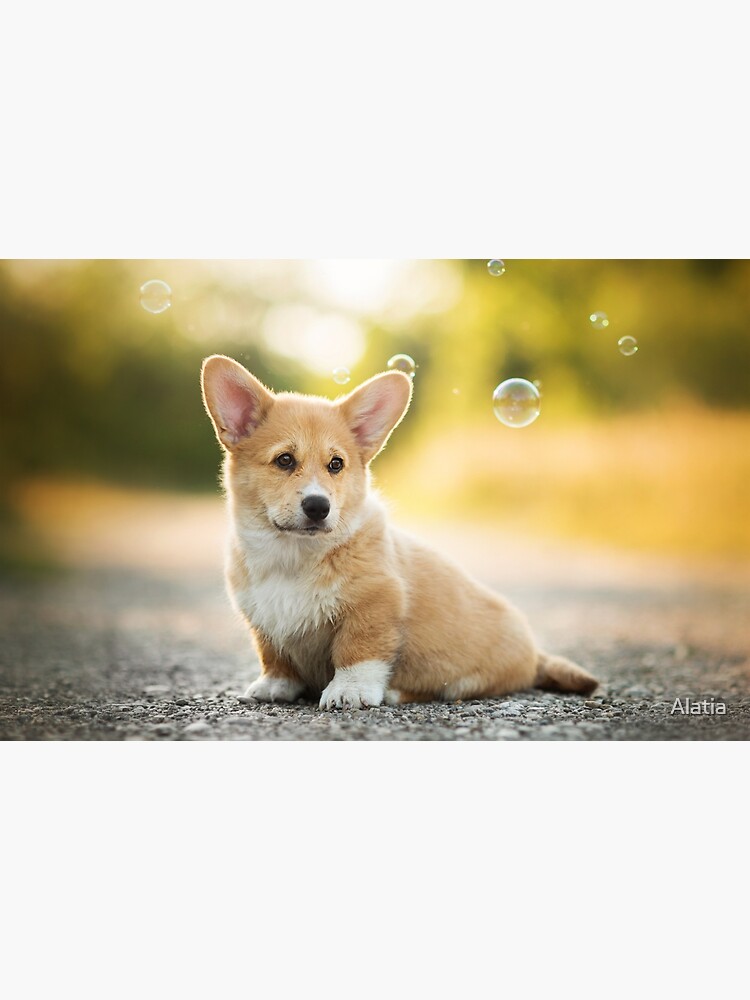 Dog 89 Corgi Jigsaw Puzzle