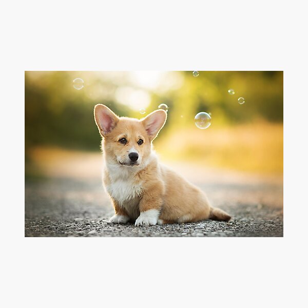 Item preview, Welsh Corgi Puppy designed and sold by Alatia.