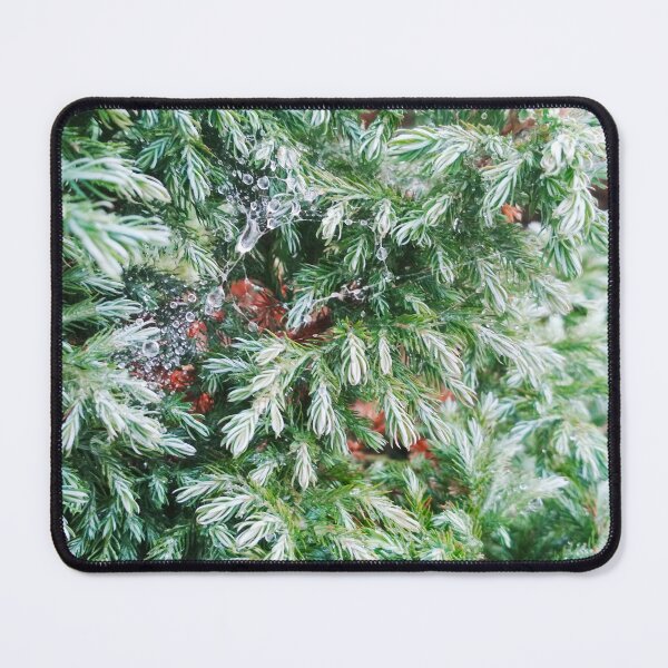 Item preview, Fir tree covered with drops of rain designed and sold by helenkaiy.