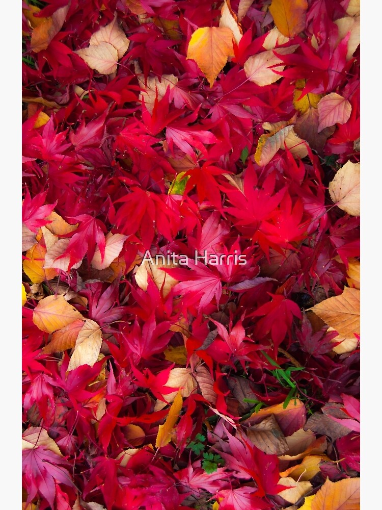 Red by plasticflower