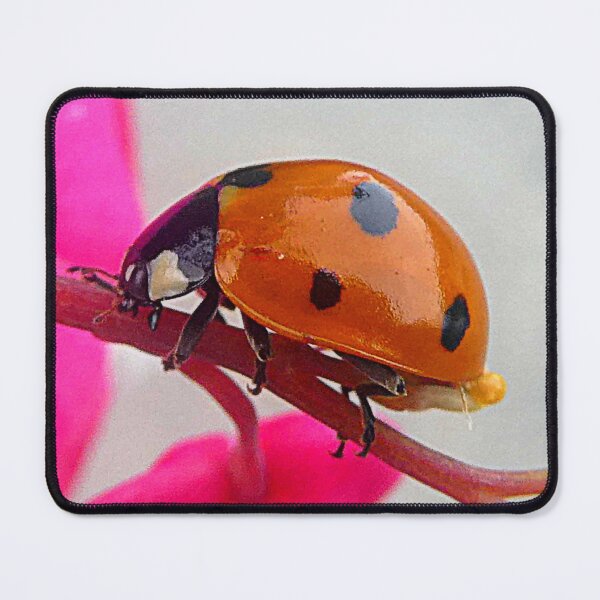 Item preview, Coccinelle designed and sold by angel1.