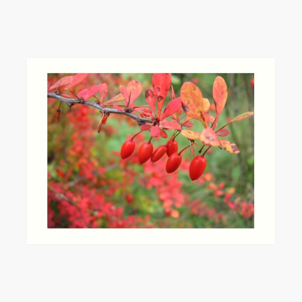 Autumn colors Art Print