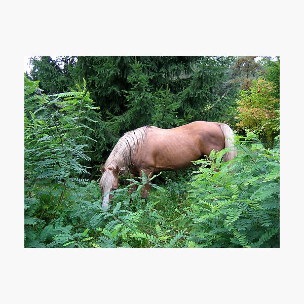Horse Photographic Print