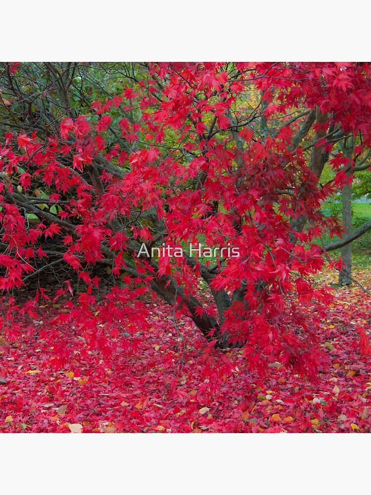Red Fall by plasticflower