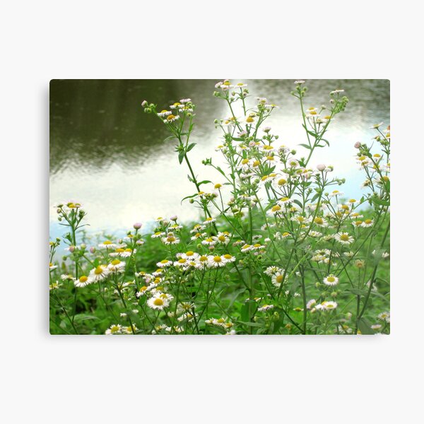 Camomiles Metal Print