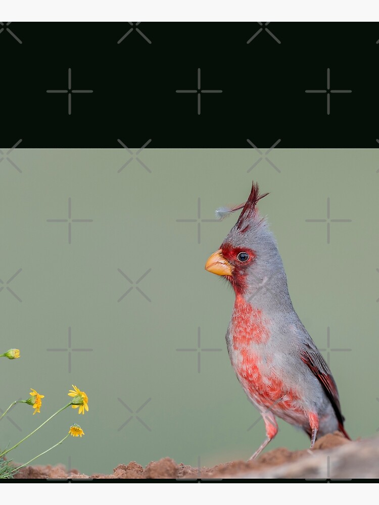 Thumbnail 6 of 6, Apron, Feather in My Cap - Pyrrhuloxia designed and sold by Puttaswamy Ravishankar.