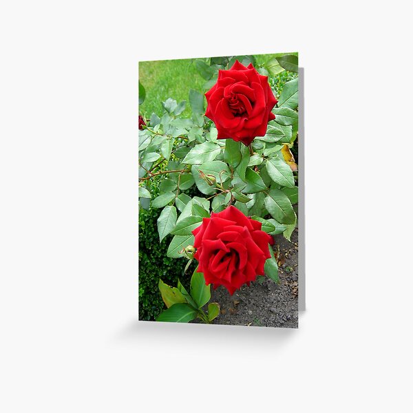 Two roses Greeting Card