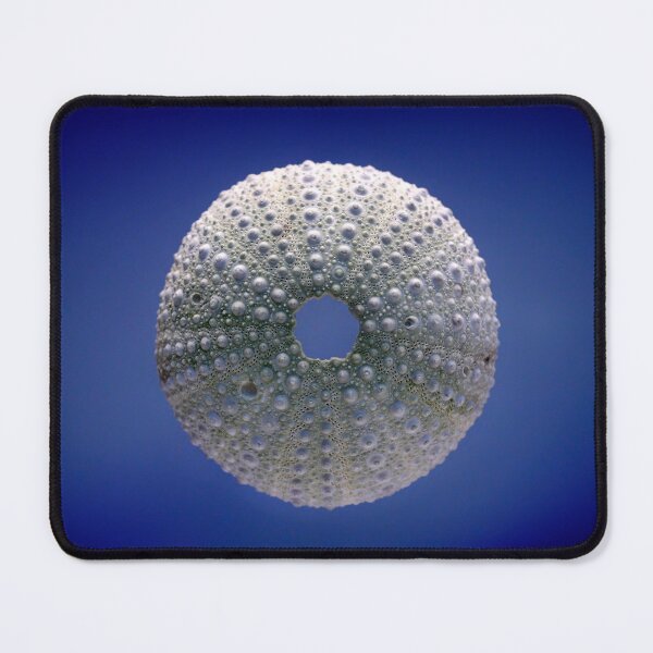 Item preview, Urchin Seashell designed and sold by iago rodriguez dopico.