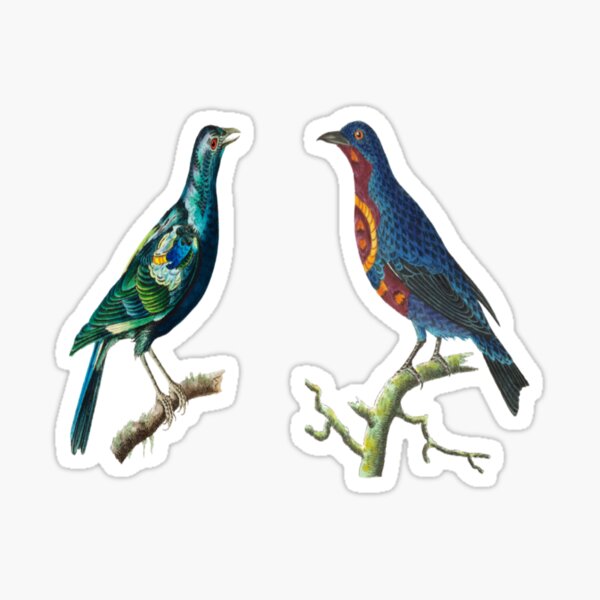 D bird stickers  chirp bird 26 into - Shop Bird KaFe Stickers - Pinkoi