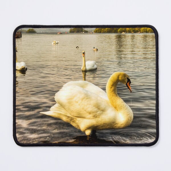 Item preview, Windermere Mute Swan designed and sold by Paul Thompson Photography.