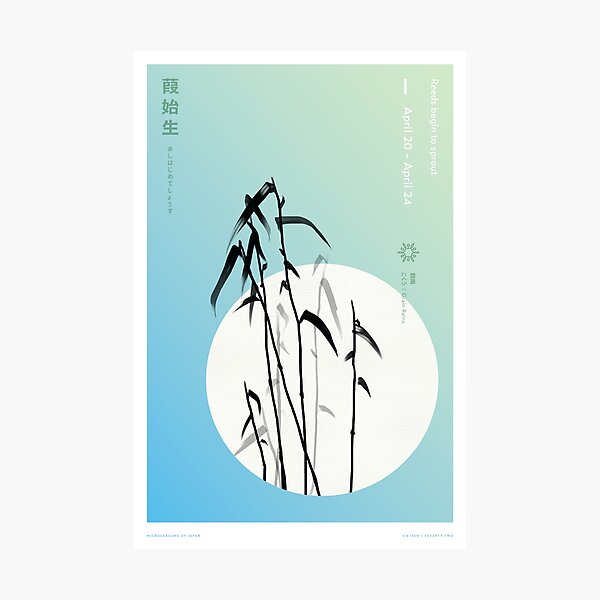 Reeds Begin to Sprout Photographic Print