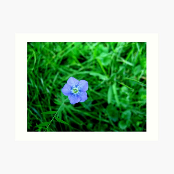 Blue flower Art Print