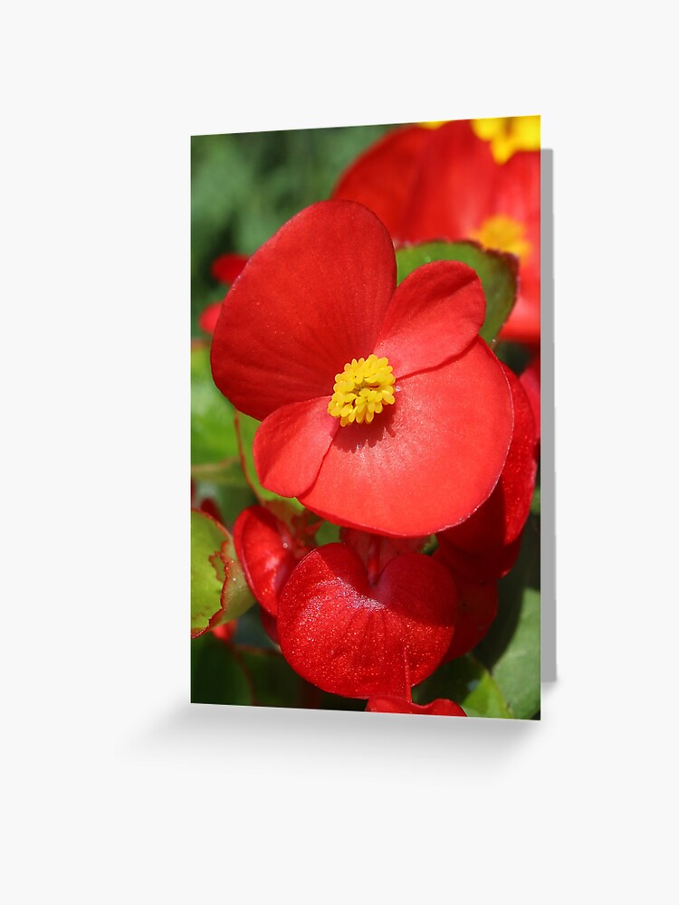 Tarjetas de felicitación «Begonia roja» de Imladris01 | Redbubble