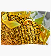 Sunflower Macro Poster