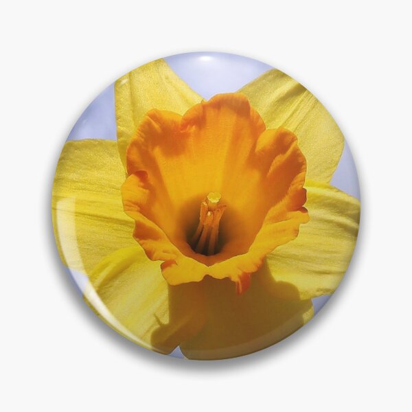 Aperçu de l'œuvre Le son de la jonquille Le printemps de la trompette est là créée et vendue par OBTImaging.