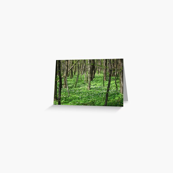 Spring Greeting Card