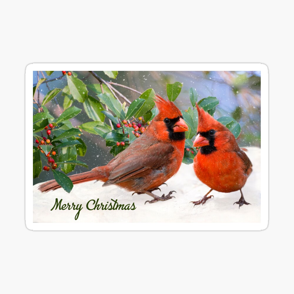 Merry Christmas from the Cardinals