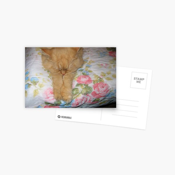 My cat Postcard