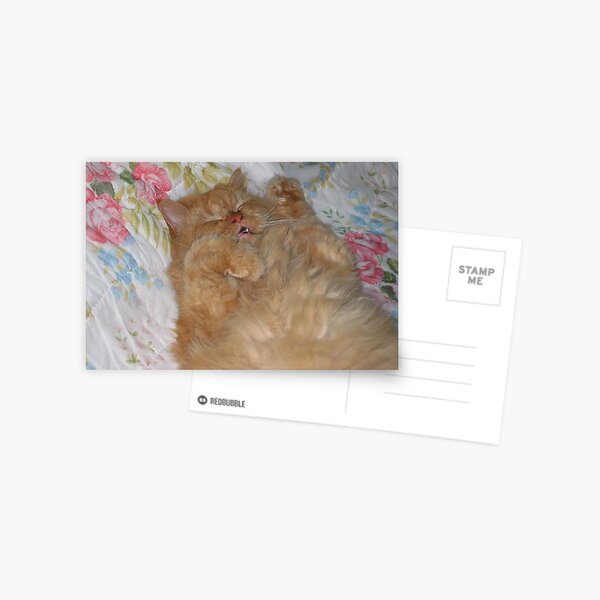 My cat Postcard