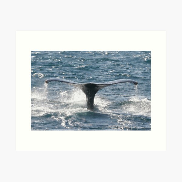 Artikel-Vorschau von Whale Fluke, designt und verkauft von Steve Bulford.