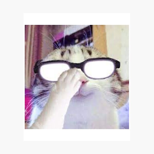 beluga cat meme  Photographic Print for Sale by alicjadesigns