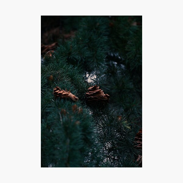 Item preview, Winter Pine cone  designed and sold by Brenton Bessell.